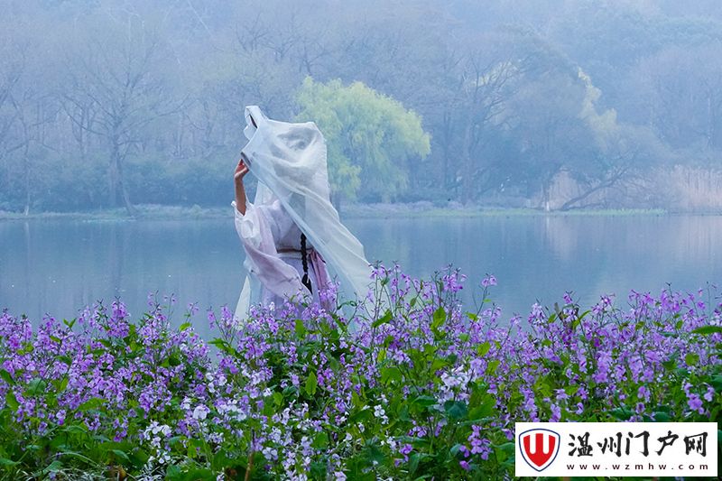 杭州开启阴雨模式，茅家埠二月兰盛放