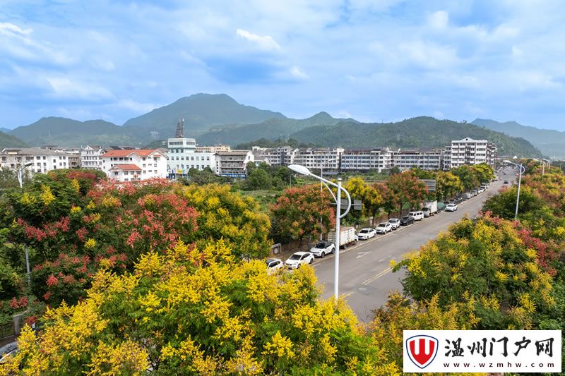 栾树盛放斑斓如画 永嘉街巷悄然披上秋色
